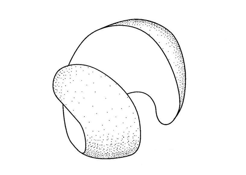 螺旋状切欠ポテトピースの意匠